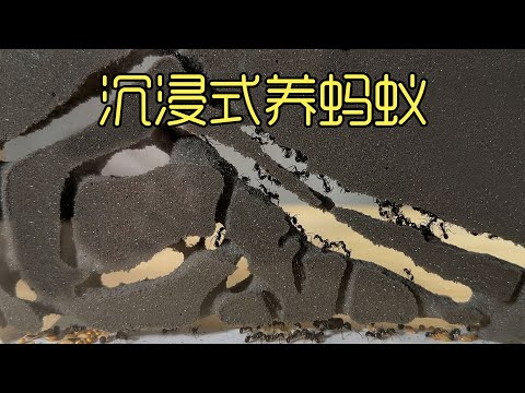 沉浸式养蚂蚁，耗时三十天记录蚂蚁挖巢的过程，太好玩太有趣了