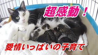 猫じい動画 No.10 アシンの保護と出産 子育て編１