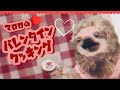 マロロのバレンタインクッキング!