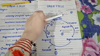 Urea cycle summary notes