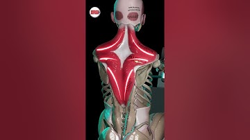 Why Train Scapular Retraction? 🏋️‍♂️🦴