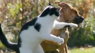 New Funniest Animal Videos 2024 Funny Animals Compilation #2024 by Yuppy Pets 3 views 3 months ago 10 minutes, 12 seconds