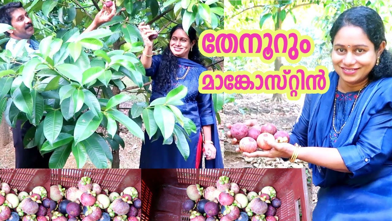 മാങ്കോസ്റ്റിൻ കൃഷിയിലൂടെ മികച്ച വരുമാനം നേടാൻ അറിയേണ്ടത് Mangosteen