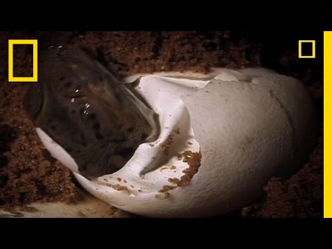Baby Crocs Hunt Quickly | National Geographic
