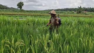 ADVANCED FARMING TOOL! SATISFYING RICE FIELD SPRAYING WITH AN INNOVATIVE MACHINE - agricultural