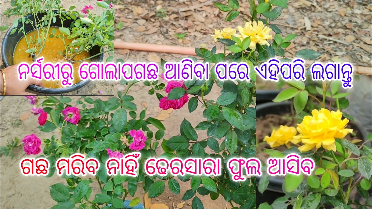 ନର୍ସରୀରୁ ଗୋଲାପ ଗଛ ଆଣିବା ପରେ ଏହିପରି ଲଗାନ୍ତୁ ଗଛ ଖରାପ ହେବ ନାହିଁ ଢେରସାରା ଫୁଲ ମିଳିବ #roseplantcare #2023