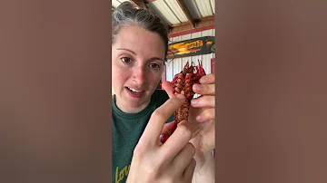 Male vs Female Crawfish: How to Spot the Difference