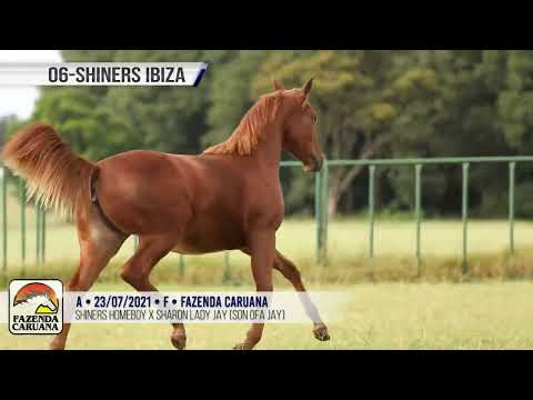 LOTE 006  SHINERS IBIZA   15º CARUANA FUTURITY CHAMPIONS