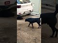 #leo ke jigri #friends #dog #pets #love #live #like #song #shorts #shorts #video #shortvideo #funny