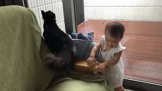 初めて台風を見た猫 ラガマフィンA cat who saw a typhoon.Ragamuffin.