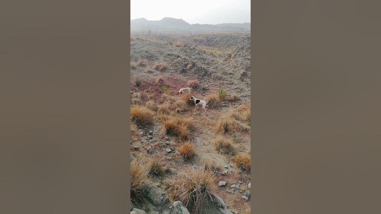 jarman dog pointer - YouTube