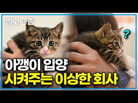 The Secret Behind an Ordinary Design Firm Becoming a Stray Cat Sanctuary