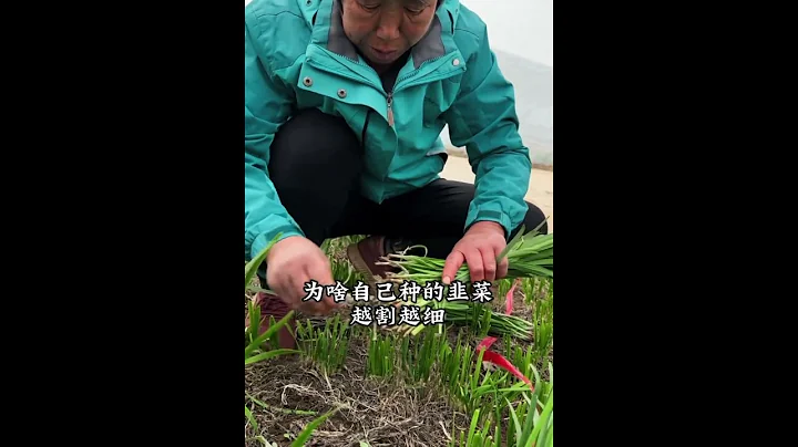 要想自己種的韭菜越割越旺，教你一個小妙招 - 天天要聞