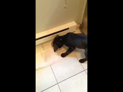 video editing software free puppy eats fast