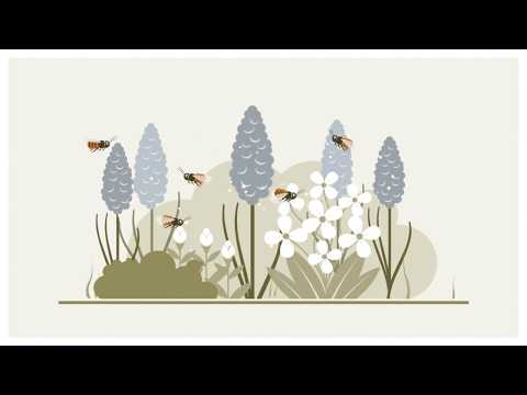 Comment fonctionne le parrainage d'abeilles sauvages de Wildbiene + Partner?