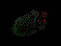 JID March 2023 Cover: 3D Image of Human Keratinocytes in Tissue Culture