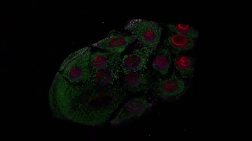 JID March 2023 Cover: 3D Image of Human Keratinocytes in Tissue Culture