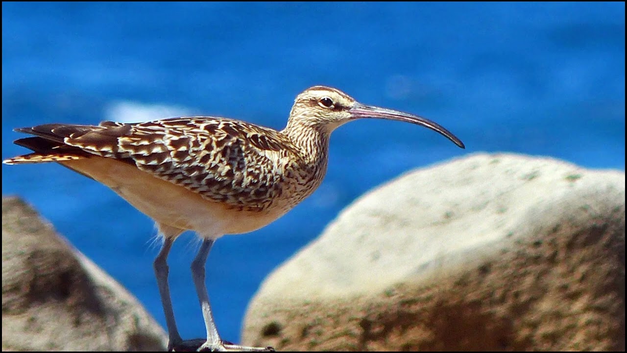 Bristle-thighed curlew Sounds