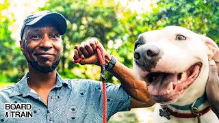 Fixing Leash Pulling on Potty Breaks | Pitbull Mix | Board and Train