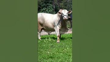 Today Fresh Arrival! Stunning New Cows | Bakra Eid 2026 - #cow #bull #cowmandi2026