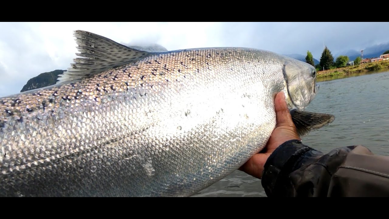 Esto es, pesca en Aysén Patagonia chile, buscando el gran salmón Chinook en el rio Aysén.