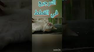 علاج الترجيع في القطط بدون الحاجة لطبيب 🐈🐱