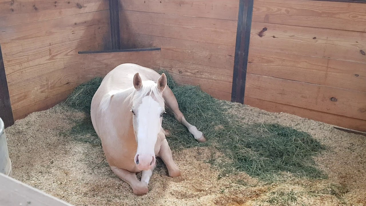 Visita a Silver Spurs Equine Oklahoma - Potros 2017