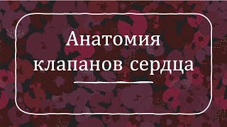 Видео Анатомия сердца: клапаны сердца трехстворчатый, митральный, аортальный, клапан легочного ствола (автор: Анатомия Человека)