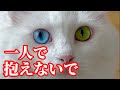 愛猫が虹の橋へ…家族が天国へ…