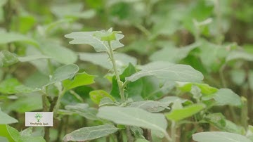 NHỜ BÀN TAY CON NGƯỜI, CÀ GAI LEO TỪ CÂY DẠI TRỞ THÀNH VỊ THUỐC QUÝ CHO GAN