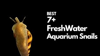Best Freshwater Snails - 7 Good Ones to Try!