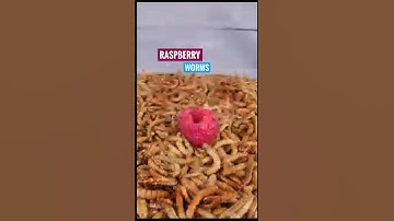 Mealworms vs. RASPBERRY 🍓🐛 | Tiny Fruit, Big Feast!