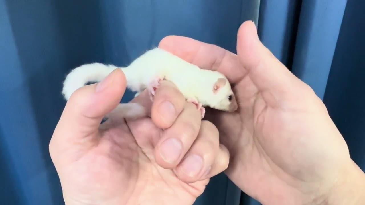 2025.4.20脱嚢フクロモモンガクリミノモザイクhetリューシ女の子の生体販売用の紹介動画です。