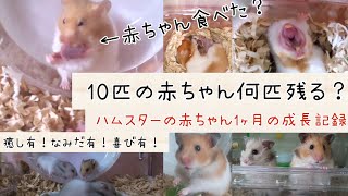 ハムスターの赤ちゃん1ヶ月の成長記録｜ひなちゃん子育て！【ハムスター動画】【ハムスター】【癒し】