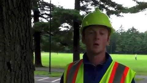 i-Tree Eco Field Measurements - Single Stem Tree DBH