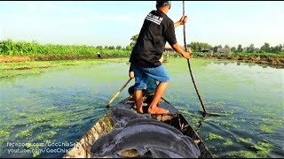 Bắt Cặp Cá Trê Chúa Lên Ăn Thì Thật Sự Không Thể Tin Nổi