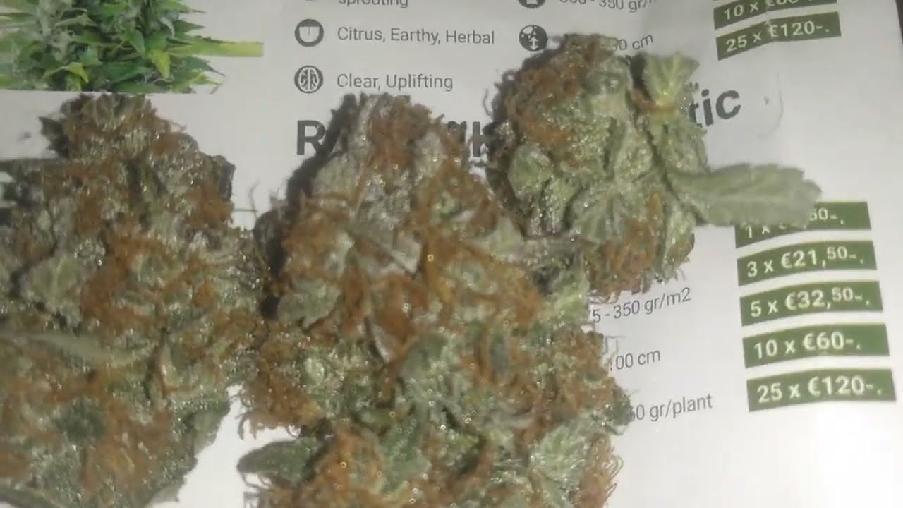 Royal Queen Seeds 🤩 ROYAL HAZE AUTO