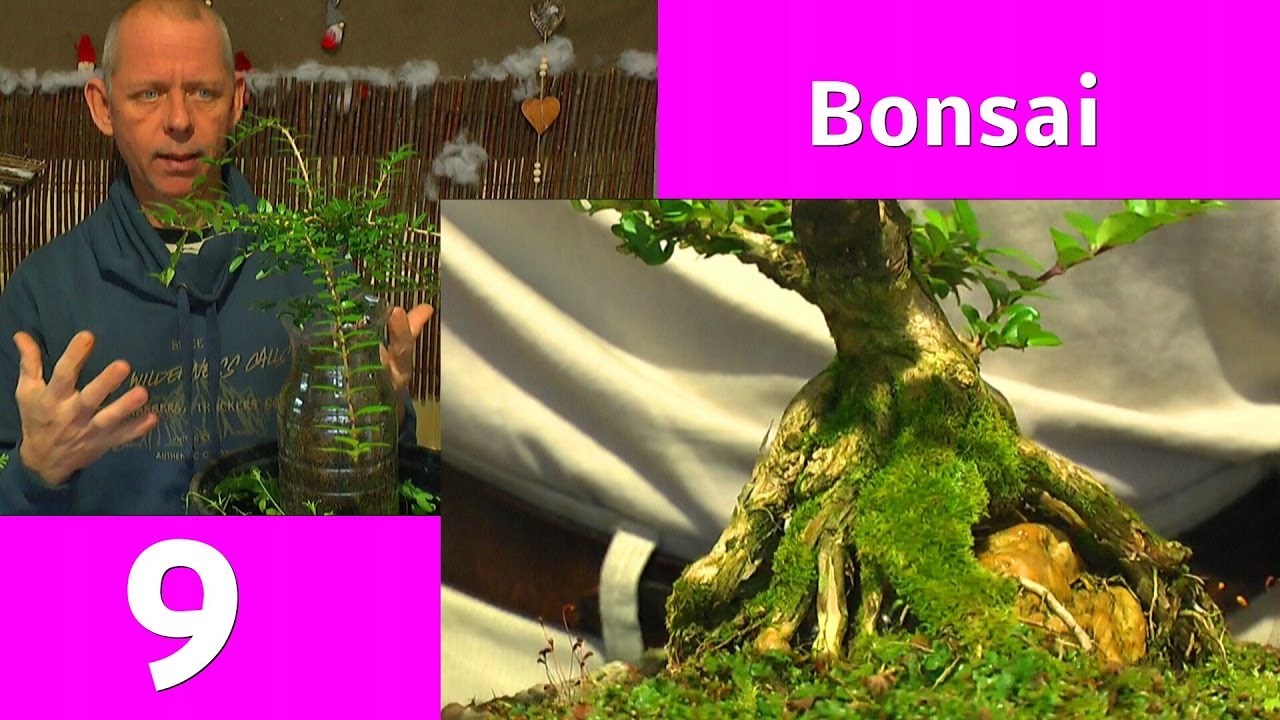 Bonsai Teil 9 Vorstellung mit Detlef Rmisch Lonicera Bottle Projekt