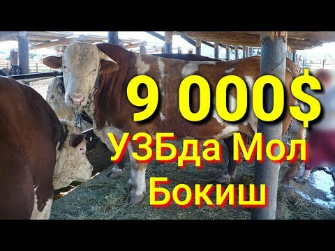 Video: Yil Chorva Mollari Sanoati Uchun Yangi Yutuqlarni Keltirib Chiqarmoqda