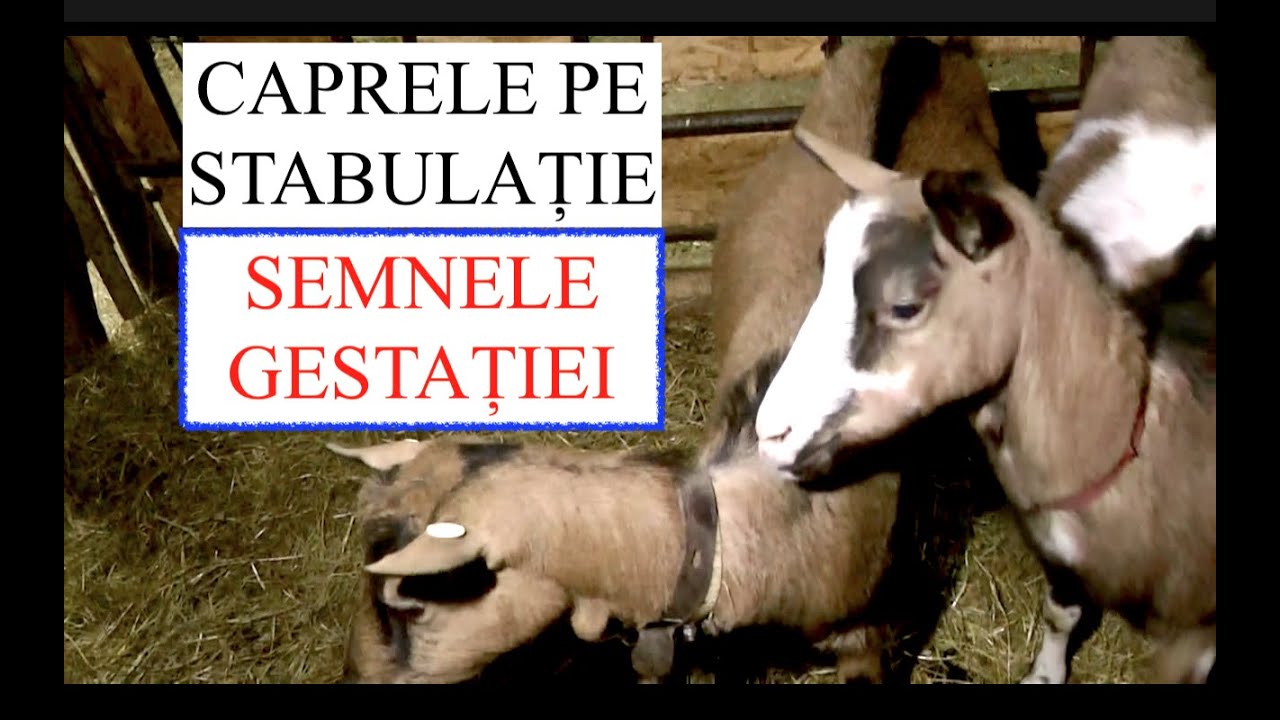 CUM RECUNOȘTI O CAPRĂ GESTANTĂ?  - CAPRE PE STABULAȚIE! 