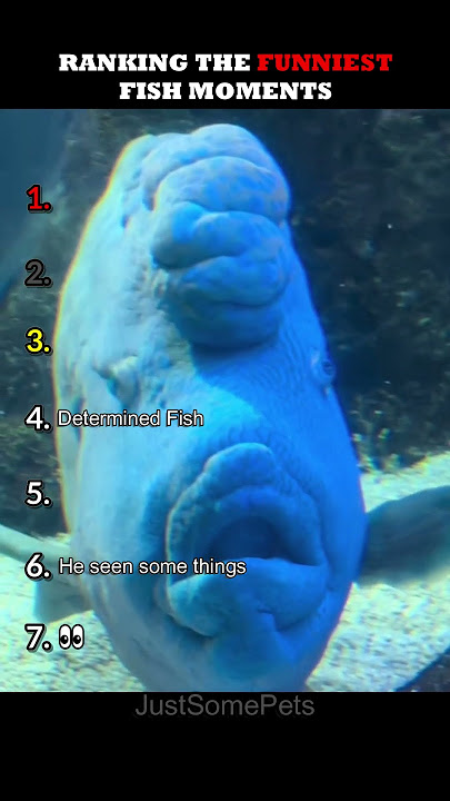 Ranking The Funniest Fish Moments