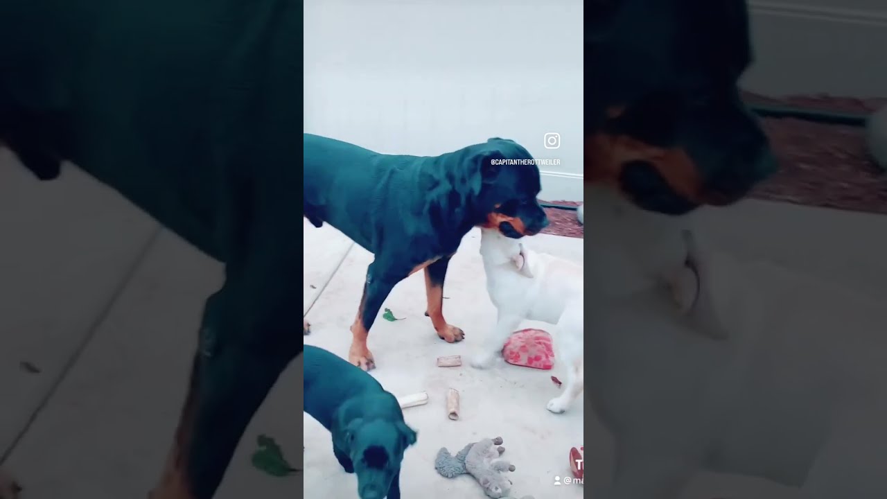 Puppy shorts 2025