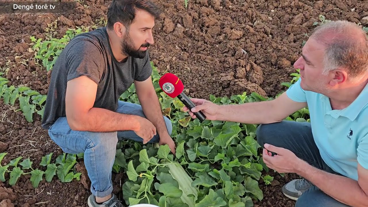 JÎYANA GUNDA ÇINÎNA TIROZÎ Û PETÎXA LI HEZEX'Ê MIRIKÊ
