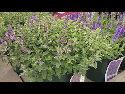 Video: Is purrsian blue catmint eetbaar?