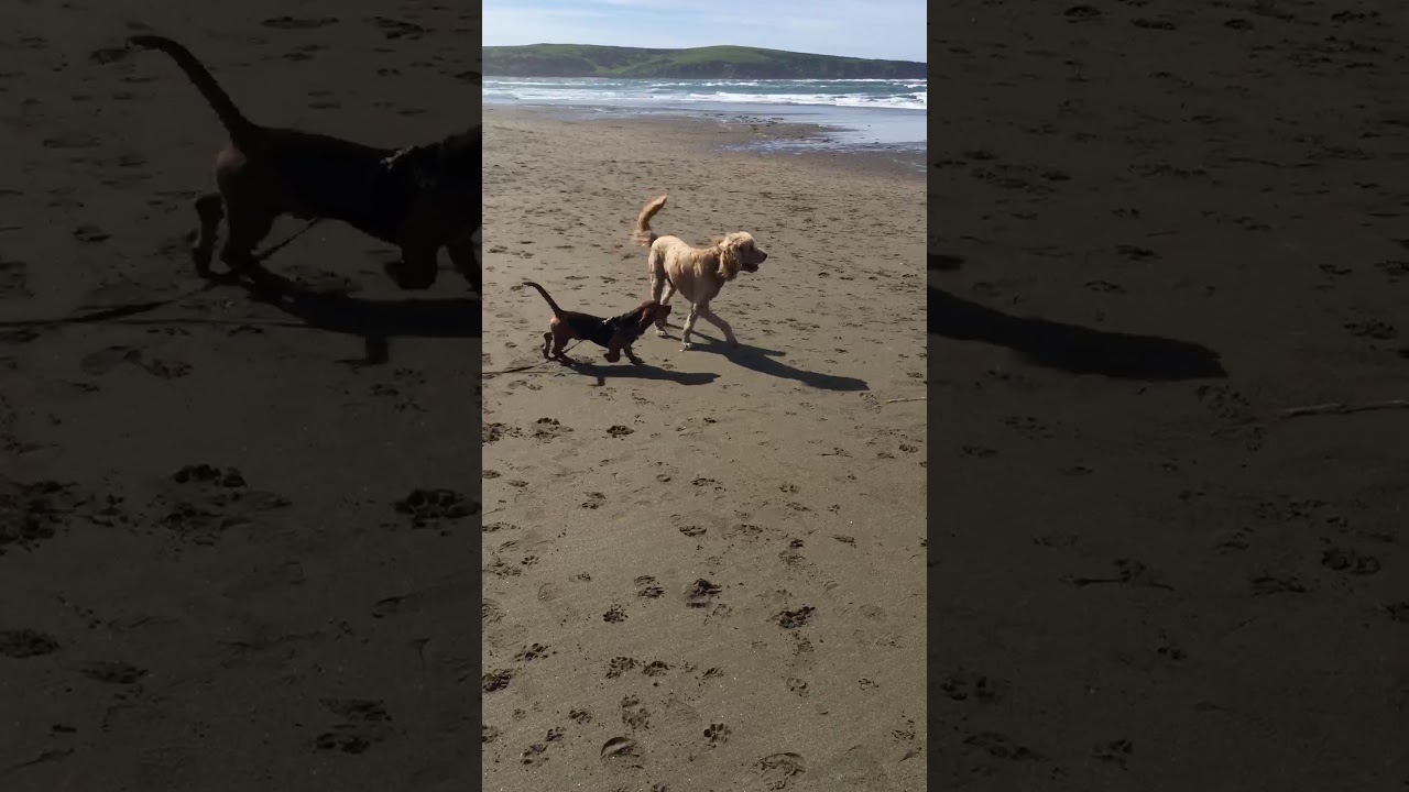 More Bruce at the beach YouTube