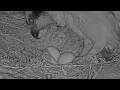 Iris Lays Her Third Egg Of 2026 At Hellgate Osprey Nest | May 14, 2026