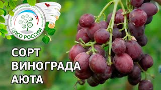 Сорт винограда Аюта. 🍇 Описание сорта винограда Аюта.