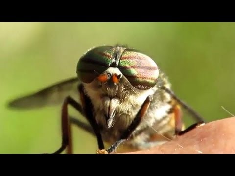 Horsefly bite symptoms