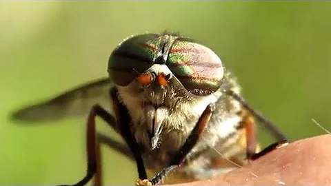Horsefly bite symptoms - DayDayNews