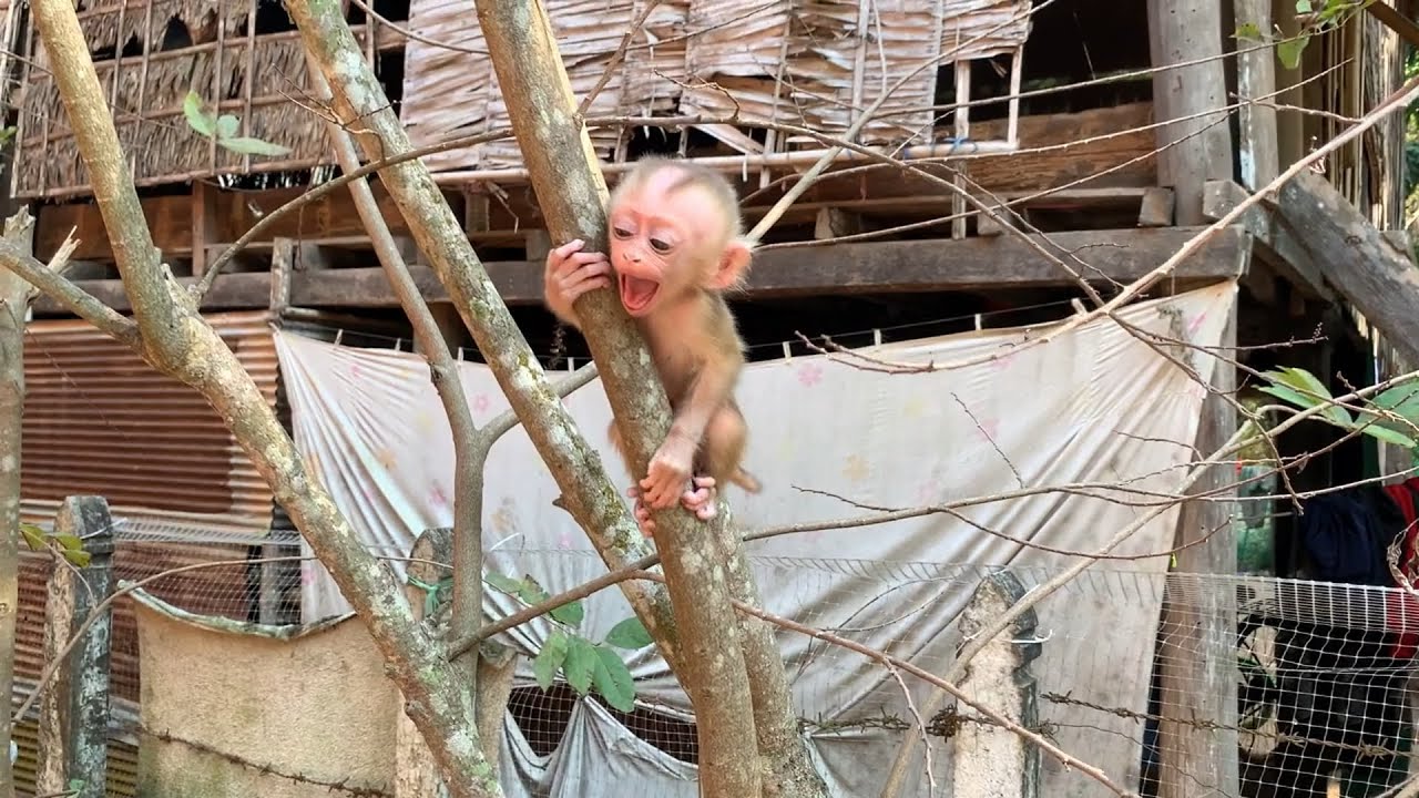 Qunn of mo0dy BB mnkey sc..ram refused mom to play at the tree